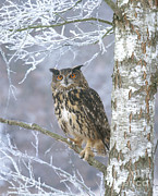 Eagle Owl #1 Photograph by Hans Reinhard Eagle Owl #1 Photograph by Hans Reinhard