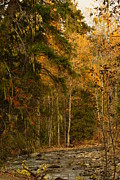 Fall at Sheep Creek #3 Photograph by Loni Collins