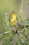 Female American Goldfinch #3 Photograph by Linda Freshwaters Arndt Female American Goldfinch #3 Photograph by Linda Freshwaters Arndt