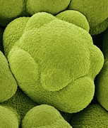 Flower Bud In A Cauliflower Head #3 Photograph by Science Photo Library