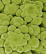 Flower Buds In A Cauliflower Head #3 Photograph by Science Photo Library