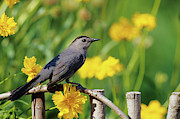 Gray Catbird (dumetella Carolinensis #3 Photograph by Richard and Susan Day
