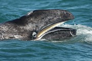 Grey Whale #3 Photograph by Science Photo Library