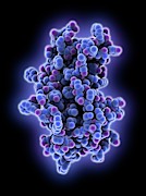Human Growth Hormone Molecule #3 Photograph by Science Photo Library