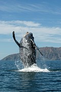Humpback Whale #3 Photograph by Science Photo Library