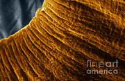 Iris, Sem #3 Photograph by Ralph C. Eagle, Jr.