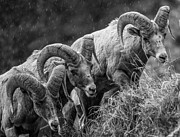 3 Kings Photograph by Kevin Dietrich