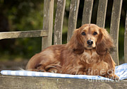 Miniature Long-haired Dachshund #4 Photograph by John Daniels