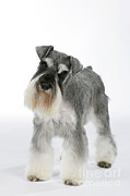 Miniature Schnauzer #3 Photograph by John Daniels Miniature Schnauzer #3 Photograph by John Daniels