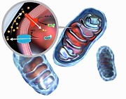 Mitochondrial Membrane Proteins #3 Photograph by Science Photo Library