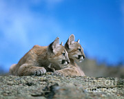 Mountain Lion #3 Photograph by Hans Reinhard