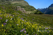 Mountain Wildflowers, Montana #3 Photograph by Mark Newman