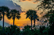 Palmetto Sunset Photograph by Dale Powell Palmetto Sunset Photograph by Dale Powell