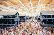 Poultry Breeding Farm #3 Photograph by Science Photo Library