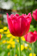 Red Tulips on the green background #3 Photograph by Michael Goyberg