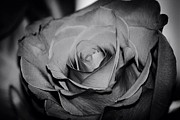 Rose #3 Photograph by Deena Withycombe