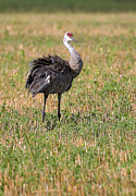 Sandhill Crane #4 Photograph by Steven Ralser Sandhill Crane #4 Photograph by Steven Ralser