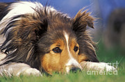 Shetland Sheepdog #3 Photograph by Rolf Kopfle
