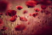 Summer Poppy #6 Photograph by Nailia Schwarz