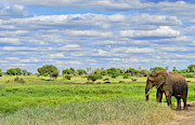 Tanzania, Tarangire National Park #3 Photograph by Bill Bachmann