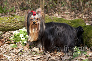 Yorkshire Terrier #3 Photograph by John Daniels Yorkshire Terrier #3 Photograph by John Daniels