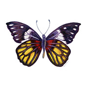 31 Delias Henningia Butterfly Painting by Amy Kirkpatrick 31 Delias Henningia Butterfly Painting by Amy Kirkpatrick
