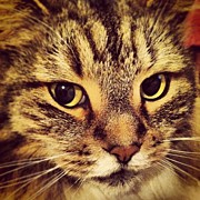 Instagram Photo #31366408372 Photograph by Gwyn Newcombe