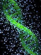 Dna Molecule #36 Photograph by Science Photo Library