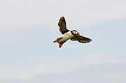 Atlantic Puffin #4 Photograph by Science Photo Library
