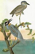 Audubon Heron #4 Painting by Granger