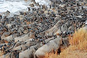 Blue Wildebeest Migration #4 Photograph by Science Photo Library