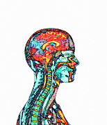 Brain And Spinal Cord #4 Photograph by Science Photo Library