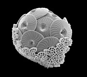 Calcareous Phytoplankton #4 Photograph by Science Photo Library