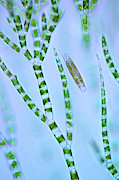 Diatom And Green Algae #4 Photograph by Science Photo Library