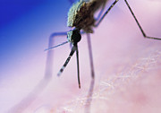 Feeding Mosquito #4 Photograph by Science Photo Library