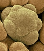 Flower Bud In A Cauliflower Head #4 Photograph by Science Photo Library