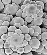 Flower Buds In A Cauliflower Head #4 Photograph by Science Photo Library