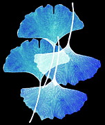 Ginkgo Leaves (ginkgo Biloba) #4 Photograph by Science Photo Library