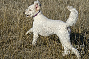 Goldendoodle Running #4 Photograph by William H. Mullins