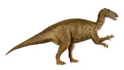 Iguanodon Dinosaur Model #4 Photograph by Science Photo Library