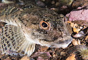 Longhorn Sculpin #4 Photograph by Andrew J. Martinez