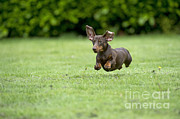 Miniature Short-haired Dachshund #3 Photograph by John Daniels Miniature Short-haired Dachshund #3 Photograph by John Daniels