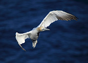 Northern Gannet in flight Photograph by Maria Gaellman