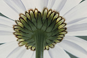 Ox-eye Daisy #4 Photograph by Perennou Nuridsany