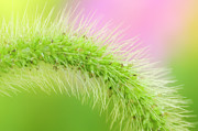 Pennisetum Alopecuroides #4 Photograph by Science Photo Library