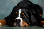 Portrait Of Bernese Mountain Dog #4 Photograph by Animal Images