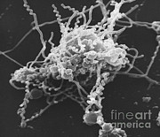 Spiroplasma Bacteria, Sem #4 Photograph by David M. Phillips Spiroplasma Bacteria, Sem #4 Photograph by David M. Phillips