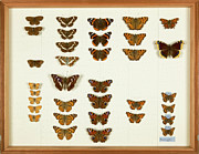 Wallace Collection Butterfly Specimens #4 Photograph by Science Photo Library