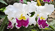 White orchids #4 Photograph by Sue Morris