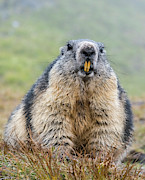 Alpine Marmot (marmota Marmota #5 Art Print